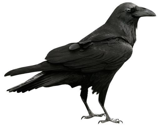 raven.png